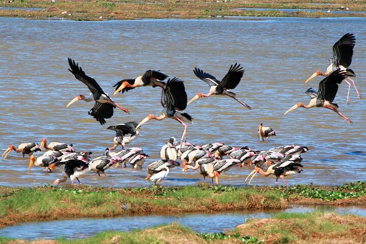 Lush tea plantations in the highlands